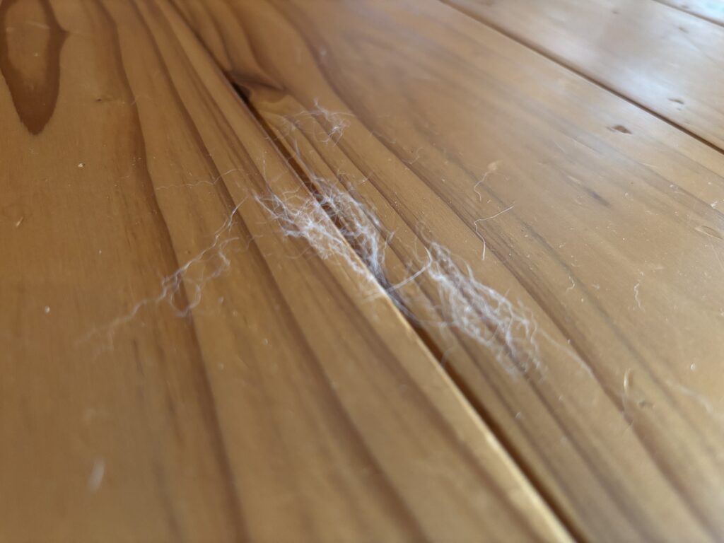 猫の毛が床に落ちている